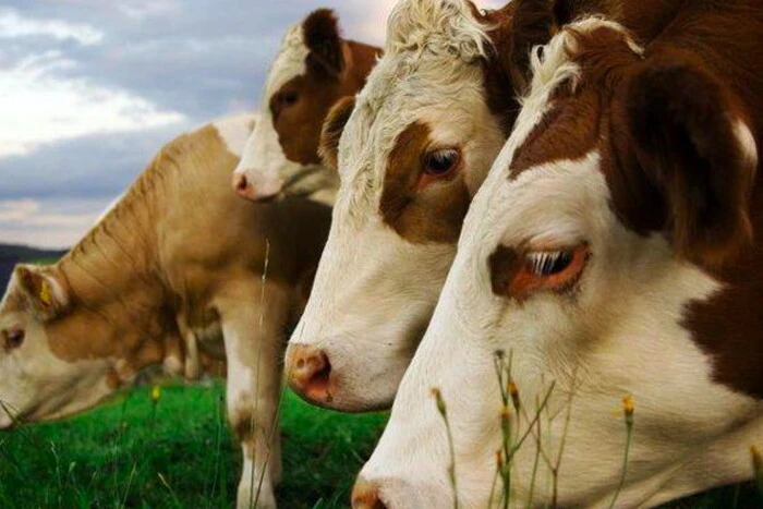 In Turkey, a dangerous viral disease outbreak