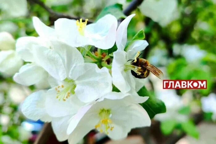 Местами дожди и до +17°: прогноз погоды на 14 мая