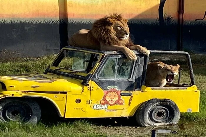 In der türkischen Ferienstadt Manavgat entkam ein Löwe aus dem Zoo und griff einen Mann an