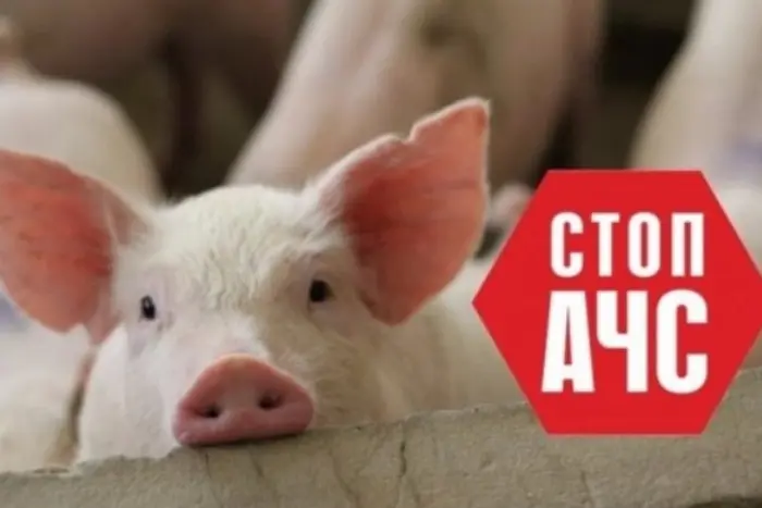 W obwodzie winnickim zarejestrowano wybuch afrykańskiego pomoru świń