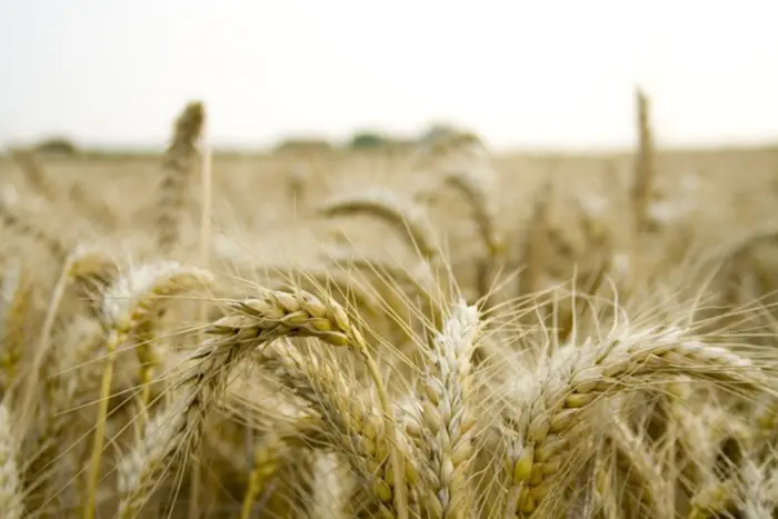 Росія змушуює українських аграріїв в окупації продавати пшеницю за безцінь