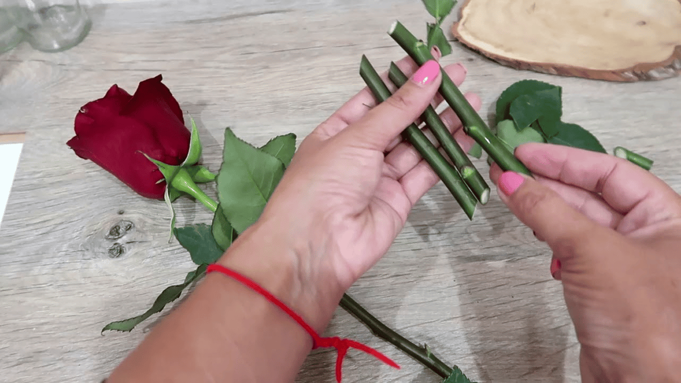 Mehr prächtige Rosen im Garten - So vermehrt man Blumen im Juli