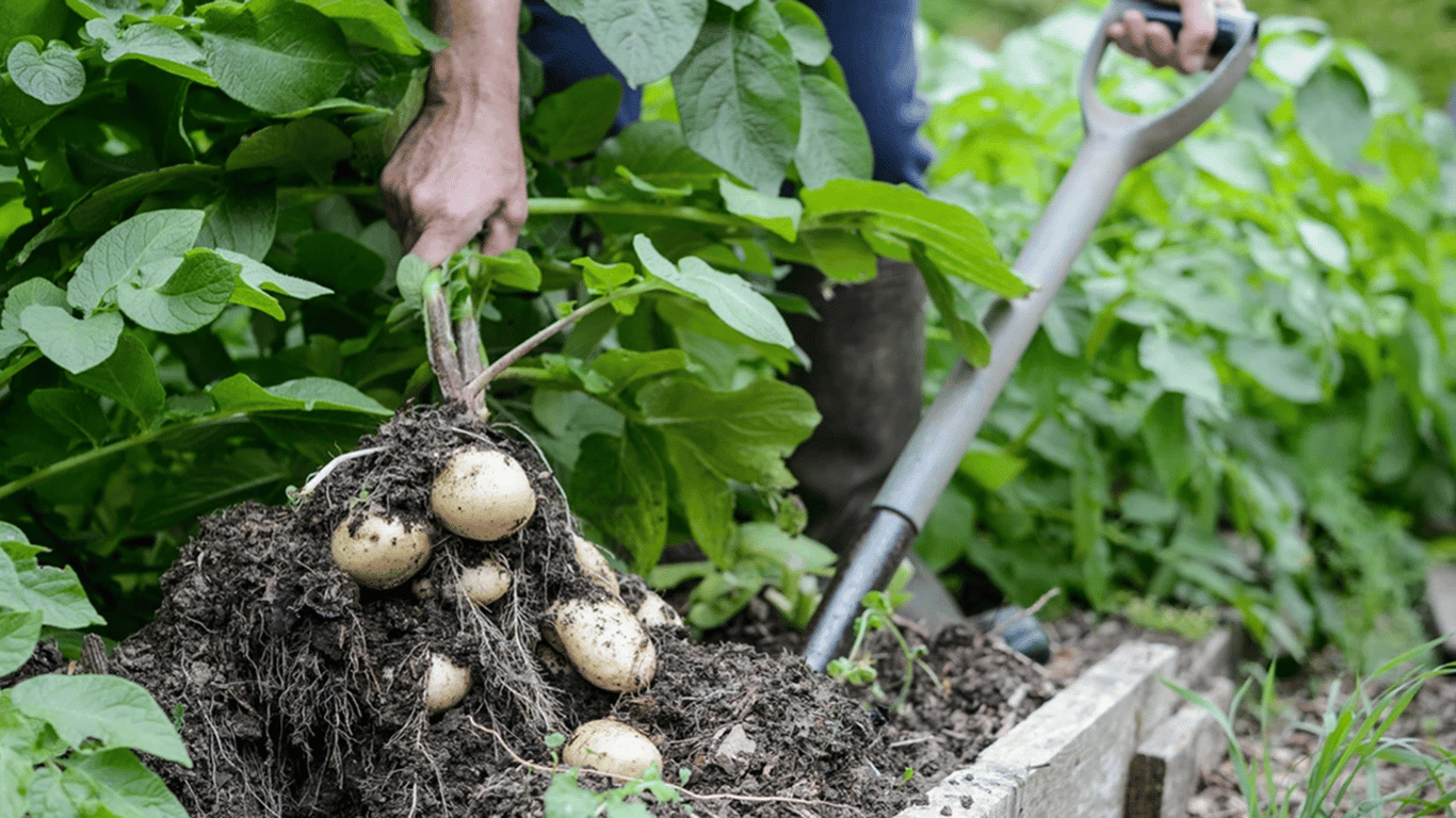 When to Dig Young Potatoes in the Garden - Signs of Ripeness