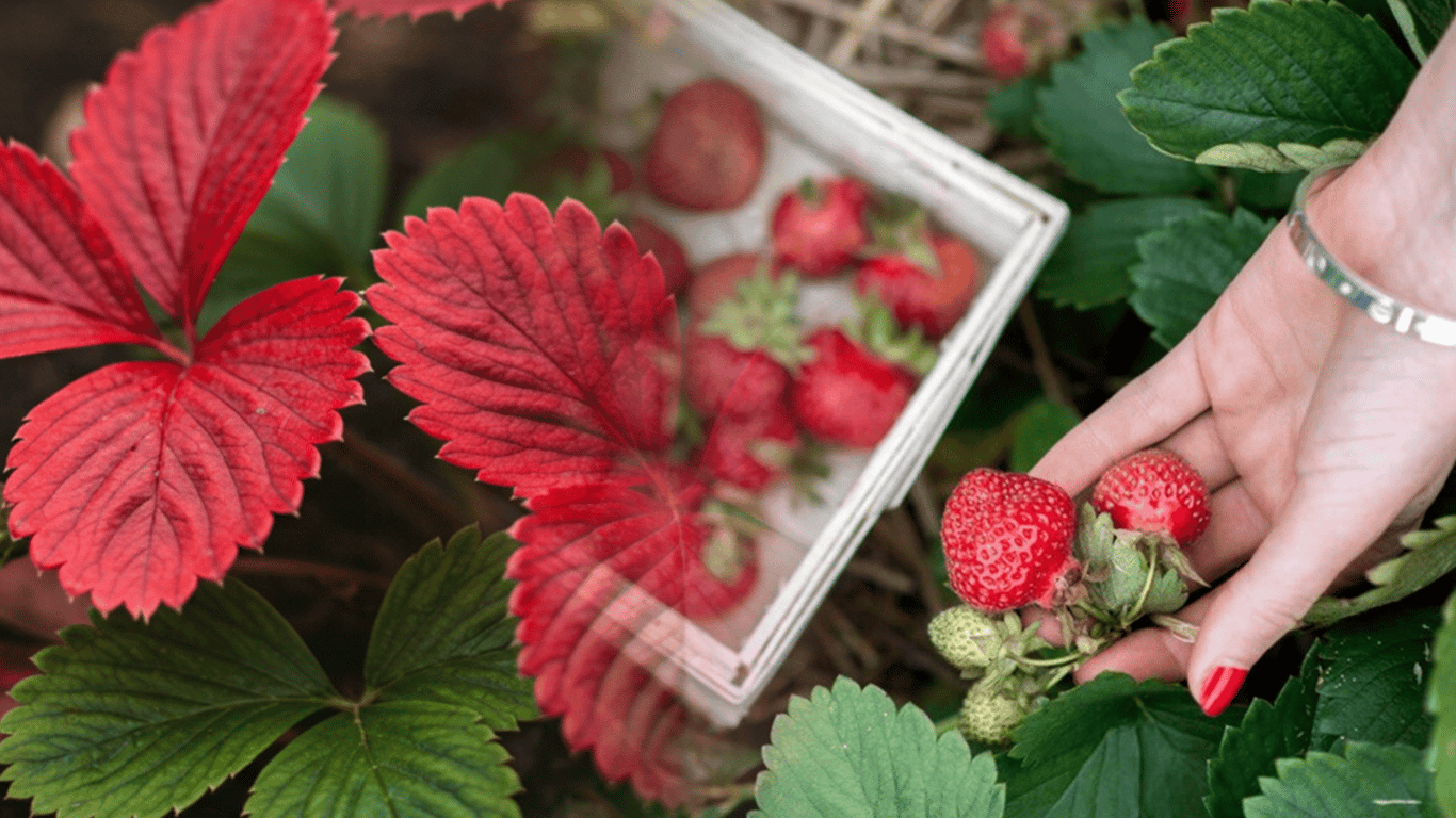 Strawberry leaves have started to turn red - why and how to save the harvest