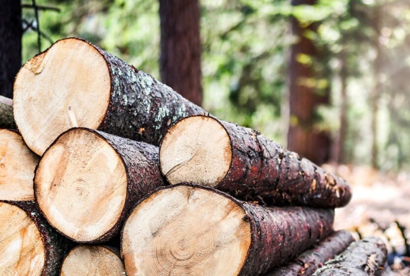 Der Export von Holz aus der Ukraine ist um 13 % gestiegen: die beliebtesten Rohstoffarten